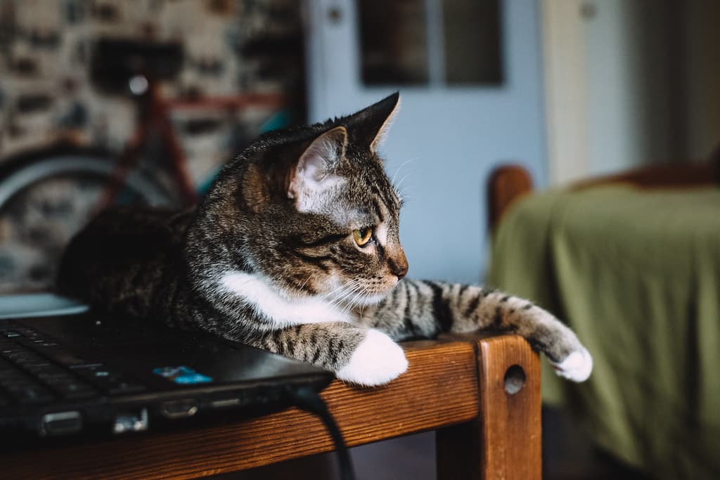Кот, лежащий у открытого ноутбука